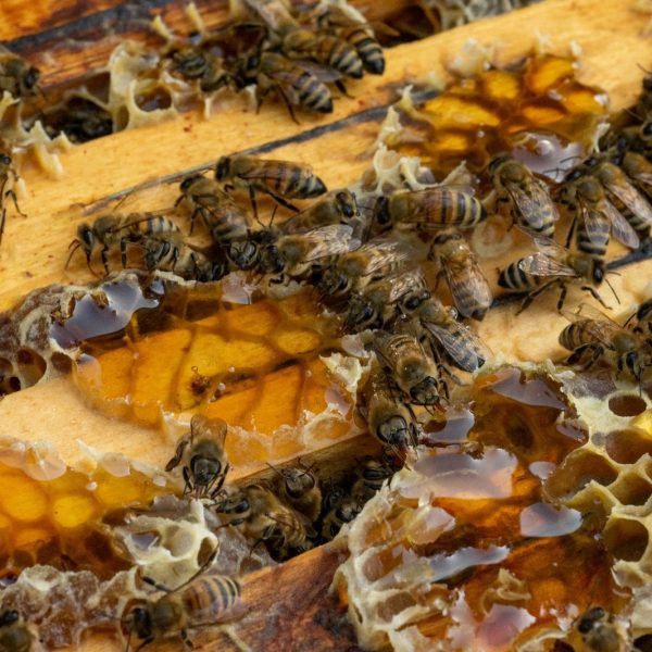 Il nostro miele: l’Ambrosia del Palatino