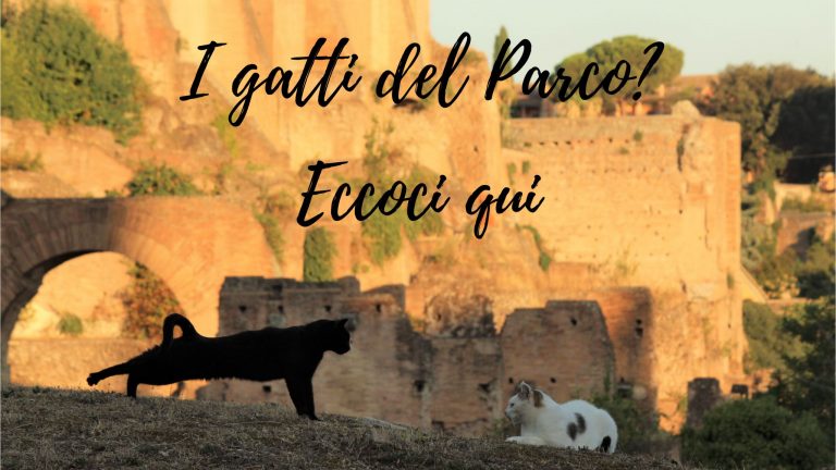 Concorso di arti figurative “I gatti del PArCo? Eccoci qui!”