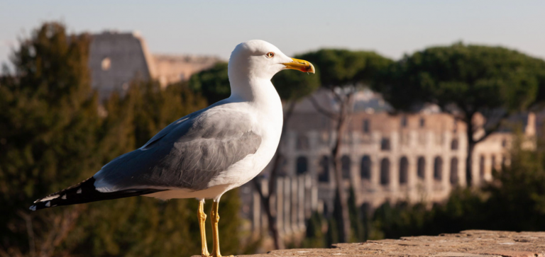 Gli animali a Roma. Tre millenni di interazione con l’uomo 